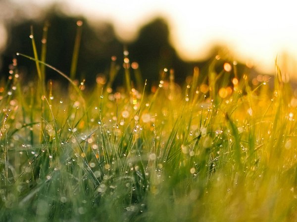 Nahaufnahme von frischem Gras mit Tautropfen im warmen Licht der aufgehenden oder untergehenden Sonne, mit unscharfem Hintergrund.