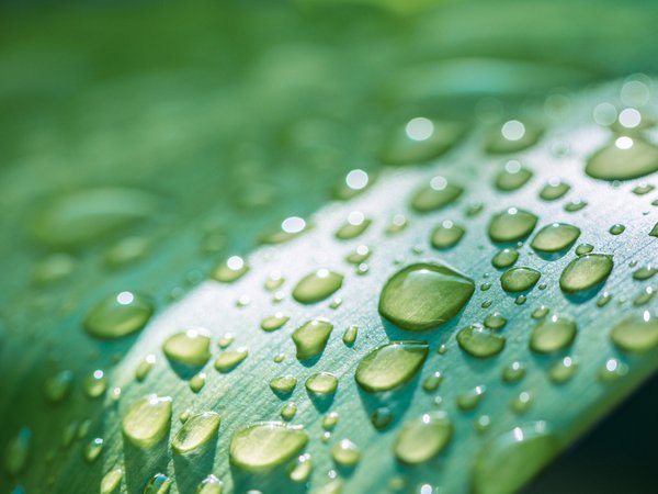 Wassertropfen auf einem Blatt