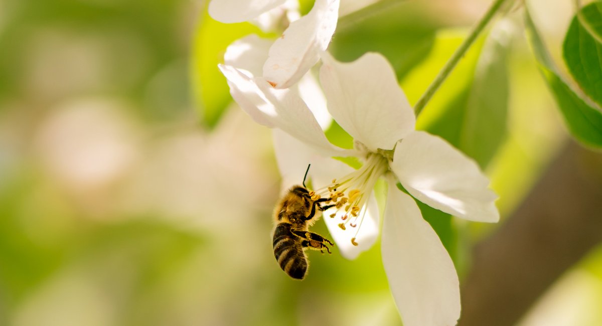 Biene bestäubt eine Blüte