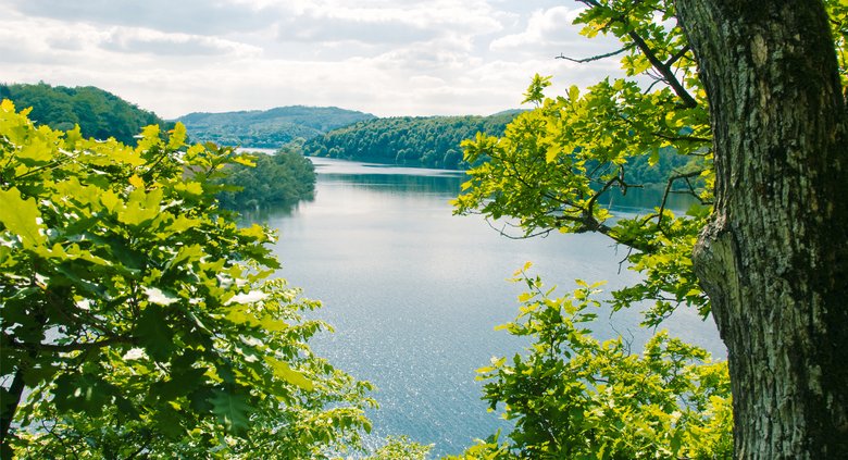 Seeblick durch zwei Bäume